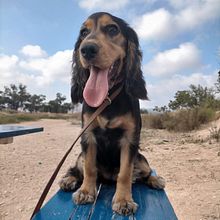 Mi Proyecto del curso: Fotografía lifestyle de perros. Een project van Fotografie, Portretfotografie, Fotografie voor Instagram,  Documentairefotografie, Lifest y le fotografie van elena ros - 06.08.2021
