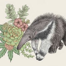 Oso gigante hormiguero argentino. Een project van Traditionele illustratie van Carolina Zambrano - 08.08.2021