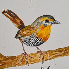 Mi Proyecto 1: Chucao del sur de Chile . Een project van Traditionele illustratie, Aquarelschilderen, Realistische tekening y Naturalistische illustratie van Nazarete Barria Peralta - 08.08.2021