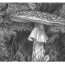 Mushroom drawing (graphics). Traditional illustration, Fine Arts, Painting, and Pencil Drawing project by Julia Chukhryaeva - 08.08.2021