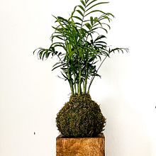 Mi Proyecto del curso: Kokedamas: crea macetas naturales de musgo. Un progetto di Artigianato, Interior design, Paesaggismo, Interior Design, DIY e Design floreale e vegetale di Judit Sitjà - 08.08.2021