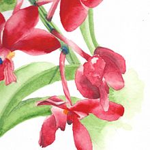 My project in Botanical Illustration with Watercolors course. Traditional illustration, Fine Arts, Painting, Drawing, Watercolor Painting, and Botanical Illustration project by Candace Cyrus - 08.08.2021