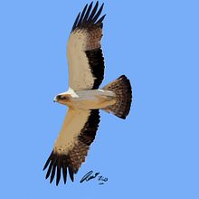Rapaces ibéricas. Traditional illustration project by hevistunocellet - 08.09.2021