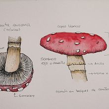 Mi Proyecto del curso: Cuaderno botánico en acuarela. Un proyecto de Ilustración tradicional, Pintura a la acuarela, Ilustración botánica y Sketchbook de Nuria Ogalla - 09.08.2021