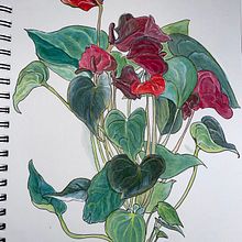 My project in Botanical Sketchbooking: A Meditative Approach course . Ilustrasi tradisional, Membuat sketsa, Menggambar, Lukisan Cat Air, Ilustrasi Botani, Dan Buku sketsa proyek oleh Selma Insley - 08.09.2021