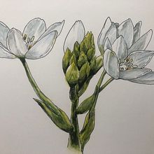 My project in Botanical Sketchbooking: A Meditative Approach course. Traditional illustration, Sketching, Drawing, Watercolor Painting, Botanical Illustration, and Sketchbook project by John Keselyak - 08.10.2021