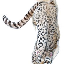 Mi Proyecto del curso: Gato de Geoffrey (Leopardus geoffroyi. Un proyecto de Ilustración tradicional, Pintura a la acuarela, Dibujo realista e Ilustración naturalista				 de Juanjo Soto Sanhueza - 10.08.2021