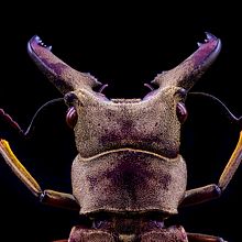 Lucanus Sericeus. MACRO EXTREMO. Un proyecto de Fotografía de retrato, Fotografía, Fotografía de estudio y Fotografía documental de Sergio Gómez - 10.08.2021