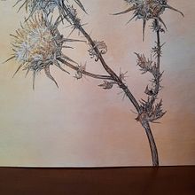 Il mio progetto del corso   Sketchbook botanico: un approccio meditativo. Un proyecto de Ilustración tradicional, Bocetado, Pintura a la acuarela, Sketchbook, Dibujo e Ilustración botánica de Paola Matteucci - 10.08.2021
