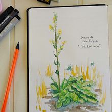 Mi Proyecto del curso: Sketchbook botánico: una aproximación meditativa. Een project van Traditionele illustratie,  Schetsen,  Tekening, Aquarelschilderen,  Botanische illustratie y Sketchbook van Coda Kodama - 10.08.2021