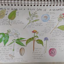 Nature Journal. Traditional illustration, and Sketching project by jennifersarahpowers - 08.12.2021