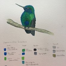 Mi Proyecto del curso: Ilustración naturalista de aves con acuarela. Un projet de Illustration traditionnelle, Aquarelle, Dessin réaliste et Illustration naturaliste de pascale Maquestiau - 12.08.2021