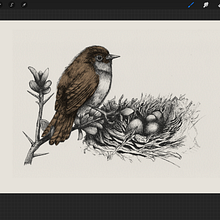 Mi Proyecto del curso: Ilustración naturalista con bolígrafo “Cherquán. Projekt z dziedziny Trad, c, jna ilustracja,  R, sunek, R, sunek realist, czn, Ilustracja naturalist i czna użytkownika Humberto Nuñez - 13.08.2021