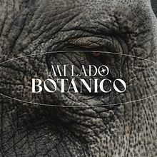 Mi Lado Botánico Ein Projekt aus dem Bereich Traditionelle Illustration, Kunstleitung, Br, ing und Identität und Grafikdesign von Julián Andrés Carvajal Zapata - 10.08.2021