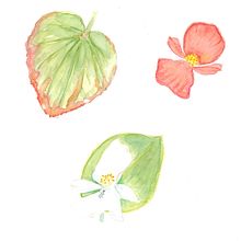 Album botanico ad acquerello: My garden. Traditional illustration, Watercolor Painting, Botanical Illustration, and Sketchbook project by giulia mancuso - 08.13.2021