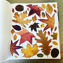 Pressing plants. Botanical Illustration project by Maaike de Voogd - 08.13.2021
