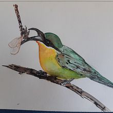 Meu projeto do curso: Técnicas expressivas de aquarela para ilustração de pássaros. Traditional illustration, Watercolor Painting, Realistic Drawing, and Naturalistic Illustration project by Jair Zenshu - 08.14.2021