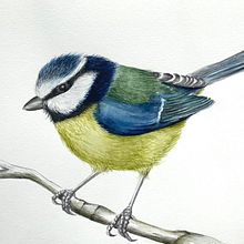 My project in Naturalist Bird Illustration with Watercolors course. Traditional illustration, Watercolor Painting, Realistic Drawing, and Naturalistic Illustration project by Viktoria Zhulego - 08.14.2021