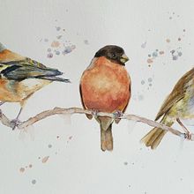 My project in Artistic Watercolor Techniques for Illustrating Birds course. Een project van Traditionele illustratie, Aquarelschilderen, Realistische tekening y Naturalistische illustratie van Dave Scanlon - 14.08.2021