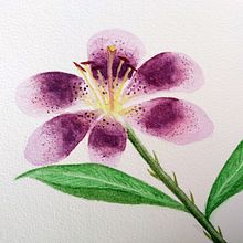 My project in Botanical Illustration with Watercolors course. Un progetto di Illustrazione tradizionale, Belle arti, Pittura, Disegno, Pittura ad acquerello e Illustrazione botanica di Anna Alcaide - 15.08.2021