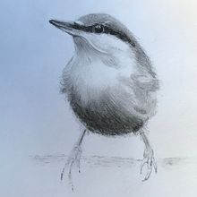 Artistica Watercolour course - birds. Traditional illustration project by josephinetanton - 08.16.2021