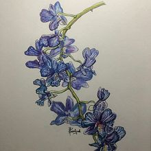 Botanical project #2 in colored pencil. Traditional illustration project by John Keselyak - 08.16.2021