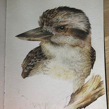 Kookaburra study in progress. Traditional illustration project by craftyvamp - 08.16.2021