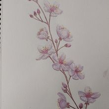 Mi Proyecto del curso: Cuaderno botánico en acuarela. Un proyecto de Ilustración tradicional, Pintura a la acuarela, Ilustración botánica y Sketchbook de Zayed Zabala Vallejo - 12.08.2021