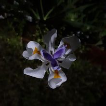 Flor en movimiento. Photograph project by Teresa Bortoli - 07.16.2021