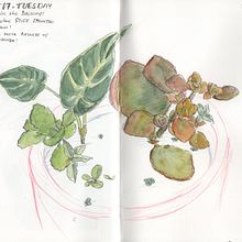 My project in Botanical Sketchbooking: A Meditative Approach course. Traditional illustration, Sketching, Drawing, Watercolor Painting, Botanical Illustration, and Sketchbook project by Sylvia Ramos - 08.12.2021