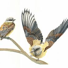 El Envidiosio . Ilustrasi tradisional, Lukisan Cat Air, Dan Gambar Realistis proyek oleh Ernesto Alvarado Garcia - 08.19.2021