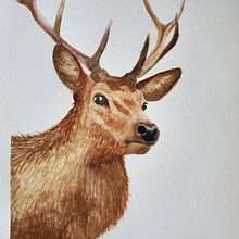 Stag . Lukisan Cat Air proyek oleh Sarah Hutchison - 08.20.2021