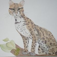 Mi Proyecto del curso: Ilustración científica de animales en acuarela Ein Projekt aus dem Bereich Traditionelle Illustration, Aquarellmalerei, Realistische Zeichnung und Naturalistische Illustration von Valeria Vázquez M - 16.08.2021