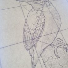 Mi Proyecto del curso: Ilustración naturalista con bolígrafo. Projekt z dziedziny Trad, c, jna ilustracja,  R, sunek, R, sunek realist, czn, Ilustracja naturalist i czna użytkownika humberto velez hernandez - 15.08.2021