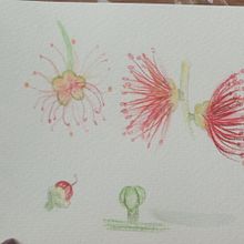 Mi Proyecto del curso: Cuaderno botánico en acuarela. Projekt z dziedziny Trad, c, jna ilustracja, Malowanie akwarelą, R, sunek botaniczn i Sketchbook użytkownika Pili Avendaño - 18.08.2021