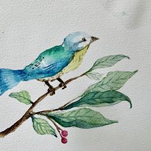 My project in Artistic Watercolor Techniques for Illustrating Birds course. Un projet de Illustration traditionnelle, Aquarelle, Dessin réaliste et Illustration naturaliste de Nikita Liu - 22.08.2021