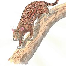 Mein Kursprojekt: Wissenschaftliche Tierillustration mit Aquarell. Traditional illustration, Watercolor Painting, Realistic Drawing, and Naturalistic Illustration project by gianamsworld - 08.22.2021
