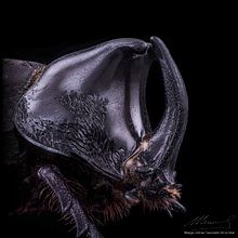 Rhino Beetle. MACRO EXTREMO. Un proyecto de Fotografía, Fotografía de retrato, Fotografía de estudio y Fotografía documental de Sergio Gómez - 23.08.2021