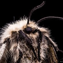 Polilla Gitana. MACRO EXTREMO. Un proyecto de Fotografía, Fotografía de retrato, Fotografía de estudio y Fotografía documental de Sergio Gómez - 23.08.2021