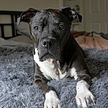 My project in Lifestyle Dog Photography course . % annaspaulding tarafından hazırlanan Fotoğrafçılık, Portre Fotoğrafçılığı, Instagram Fotoğrafçılığı, Belgesel Fotoğrafçılık, Ve Yaşam Tarzı Fotoğrafçılığı projesi - 08.23.2021