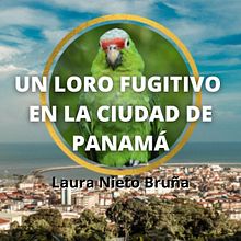 UN LORO FUGITIVO EN LA CIUDAD DE PANAMÁ - Cuento Infantil - Por: Laura Nieto Bruña. Writing, Stor, telling, Narrative, and Creating with Kids project by Laura Nieto Bruña - 09.16.2021