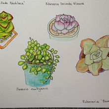 My project in Botanical Sketchbooking: A Meditative Approach course. Un progetto di Illustrazione tradizionale, Bozzetti, Disegno, Pittura ad acquerello, Illustrazione botanica e Sketchbook di dominiquedodge - 06.09.2021
