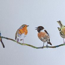 My project in Artistic Watercolor Techniques for Illustrating Birds course. Een project van Traditionele illustratie, Aquarelschilderen, Realistische tekening y Naturalistische illustratie van saffire - 28.08.2021
