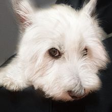 Mi Proyecto del curso: Fotografía lifestyle de perros . % noemi_reoyo tarafından hazırlanan Fotoğrafçılık, Portre Fotoğrafçılığı, Instagram Fotoğrafçılığı, Belgesel Fotoğrafçılık, Ve Yaşam Tarzı Fotoğrafçılığı projesi - 08.29.2021