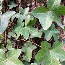 First drawing - Ivy for Nana (Amelia Jane). Botanical Illustration project by helen_371012 - 08.29.2021