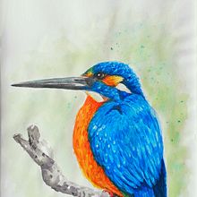 British Bird Kingfisher. Projekt z dziedziny Malowanie akwarelą użytkownika Juliana Buglia - 29.08.2021