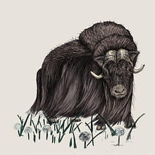 Mein Kursprojekt: Kugelschreiberzeichnungen: Naturalistische Illustration. Un projet de Illustration traditionnelle, Dessin, Dessin réaliste et Illustration naturaliste de janinesand - 29.08.2021