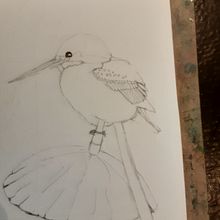 Kingfisher on Bent Lilypad Ein Projekt aus dem Bereich Traditionelle Illustration von Nalda Paterson - 30.08.2021
