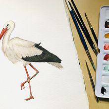 Mon projet du cours : Illustration naturaliste d'oiseaux à l'aquarelle Ciconia Ciconia. Een project van Traditionele illustratie, Aquarelschilderen, Realistische tekening y Naturalistische illustratie van Elorha - 30.08.2021