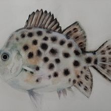 Mon projet du cours : Illustration d'univers marins à l'aquarelle. Projekt z dziedziny Trad, c, jna ilustracja,  Malarstwo, Malowanie akwarelą, Ilustracja naturalist i czna użytkownika monik_b - 31.08.2021